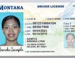 Buy Montana Driver License and ID Cards